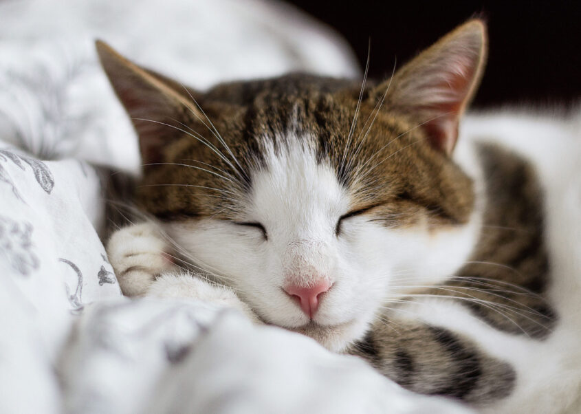 Picture of Sleeping Cat on Bed