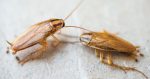 get rid of German roaches