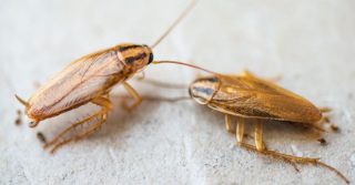 get rid of German roaches